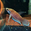 Betta Enisae by Iven Betta