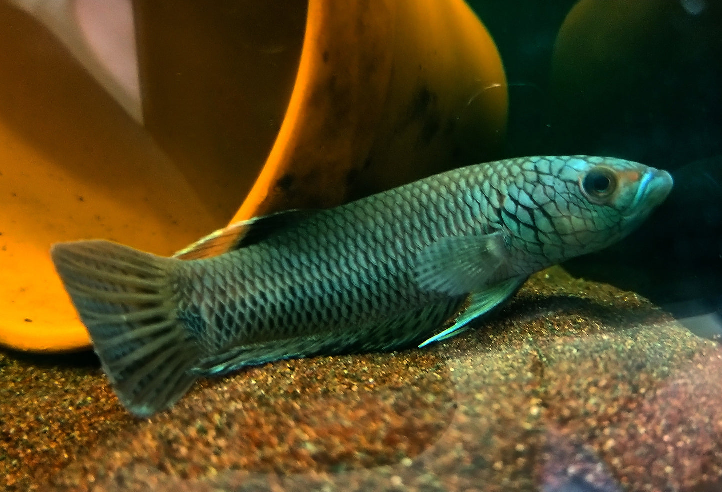 Betta sp. Antuta by Iven Betta