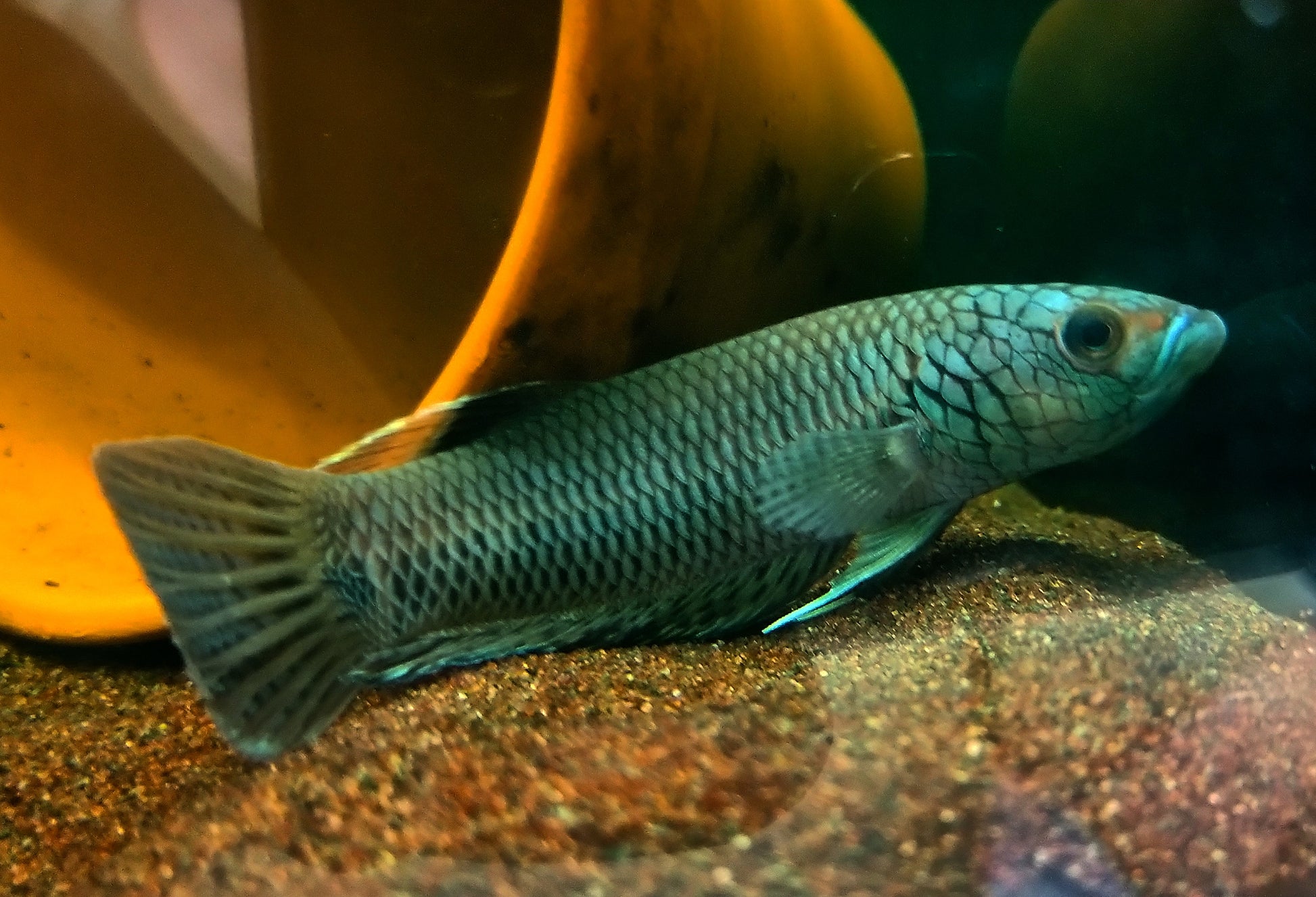 Betta sp. Antuta by Iven Betta