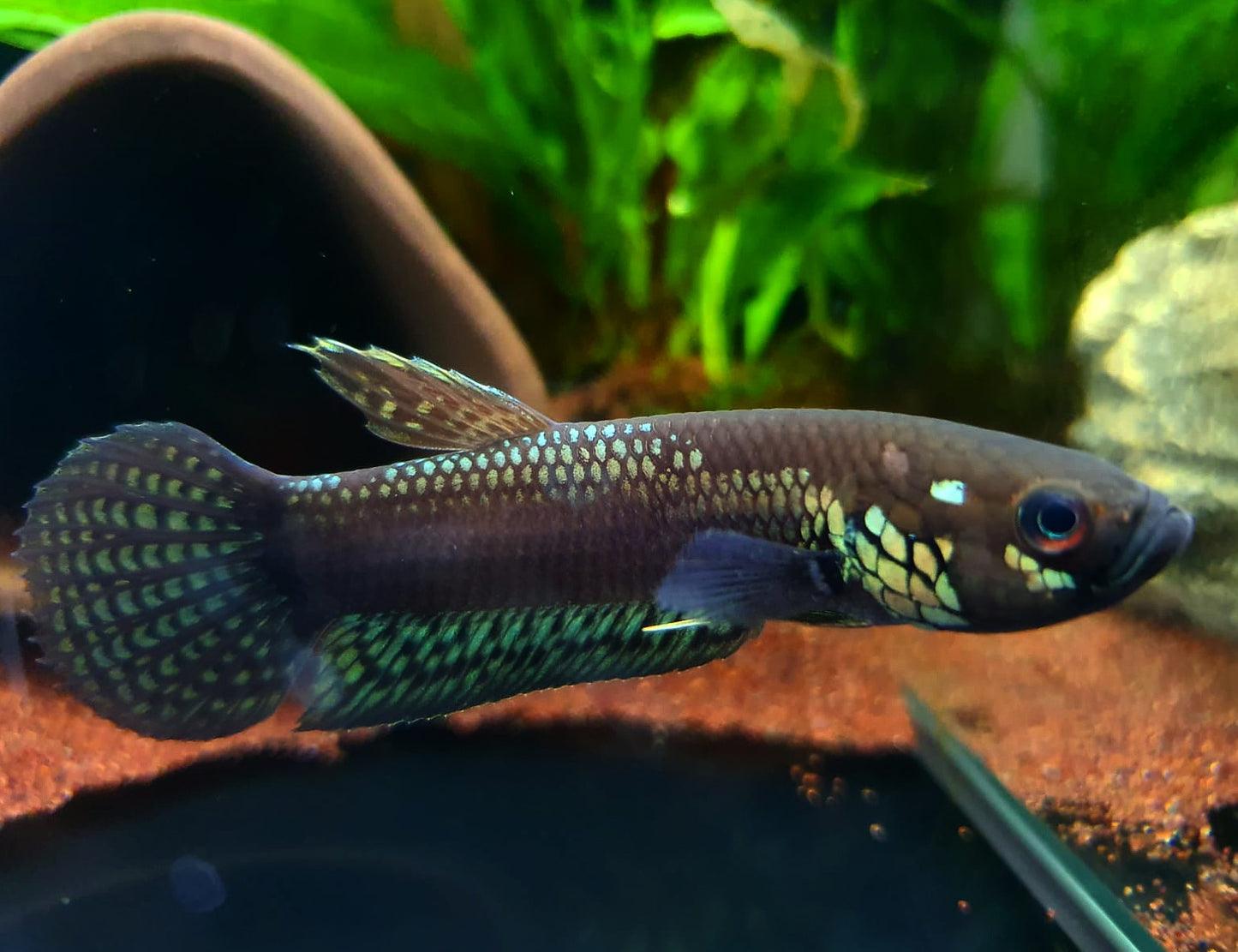 Betta Unimaculata by Iven Betta