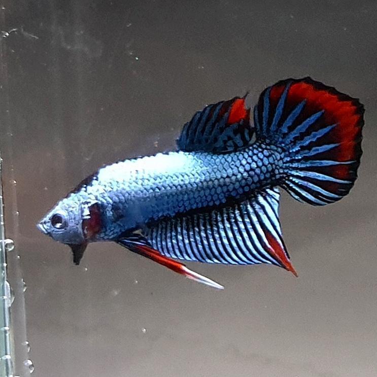Betta var. 'Alien' by Iven Betta
