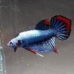 Betta var. 'Alien' by Iven Betta