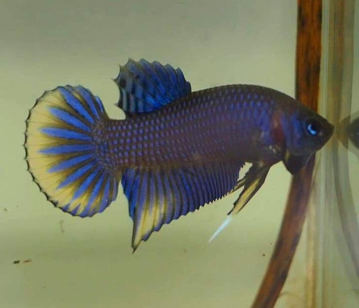 Betta var. 'Alien' by Iven Betta