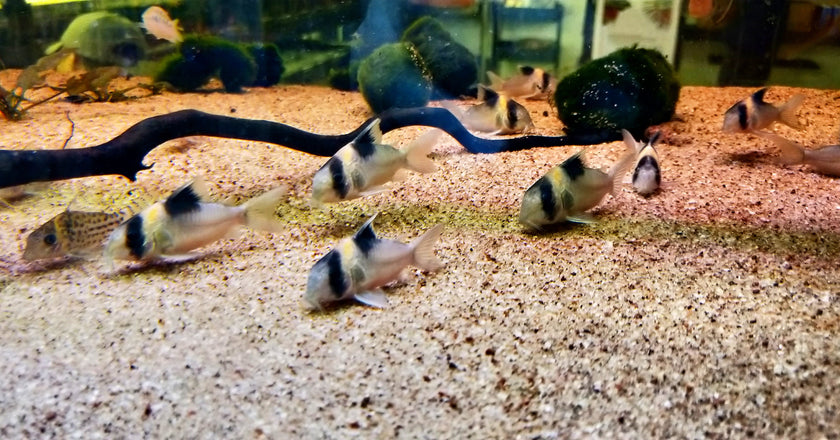 Corydoras Burgessi by Iven Betta
