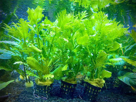 Hygrophila Difformis by Iven Betta