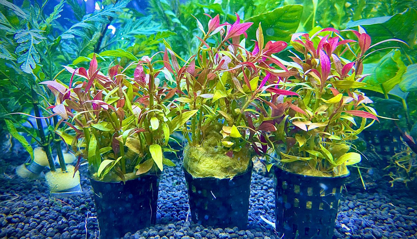 Alternanthera Reineckii 'Mini' by Iven Betta
