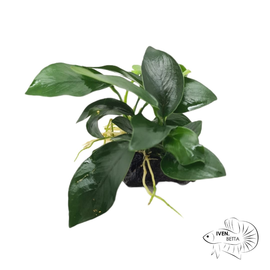 Anubias Barteri var. Mini Nana - Rock by Iven Betta