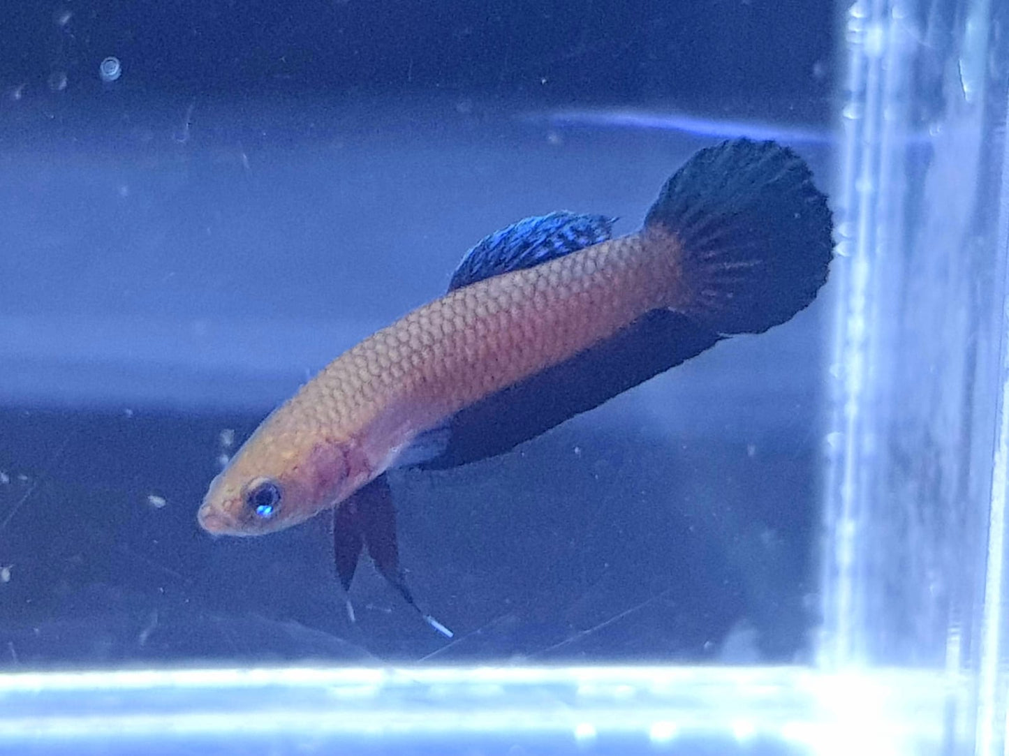 Betta Persephone by Iven Betta