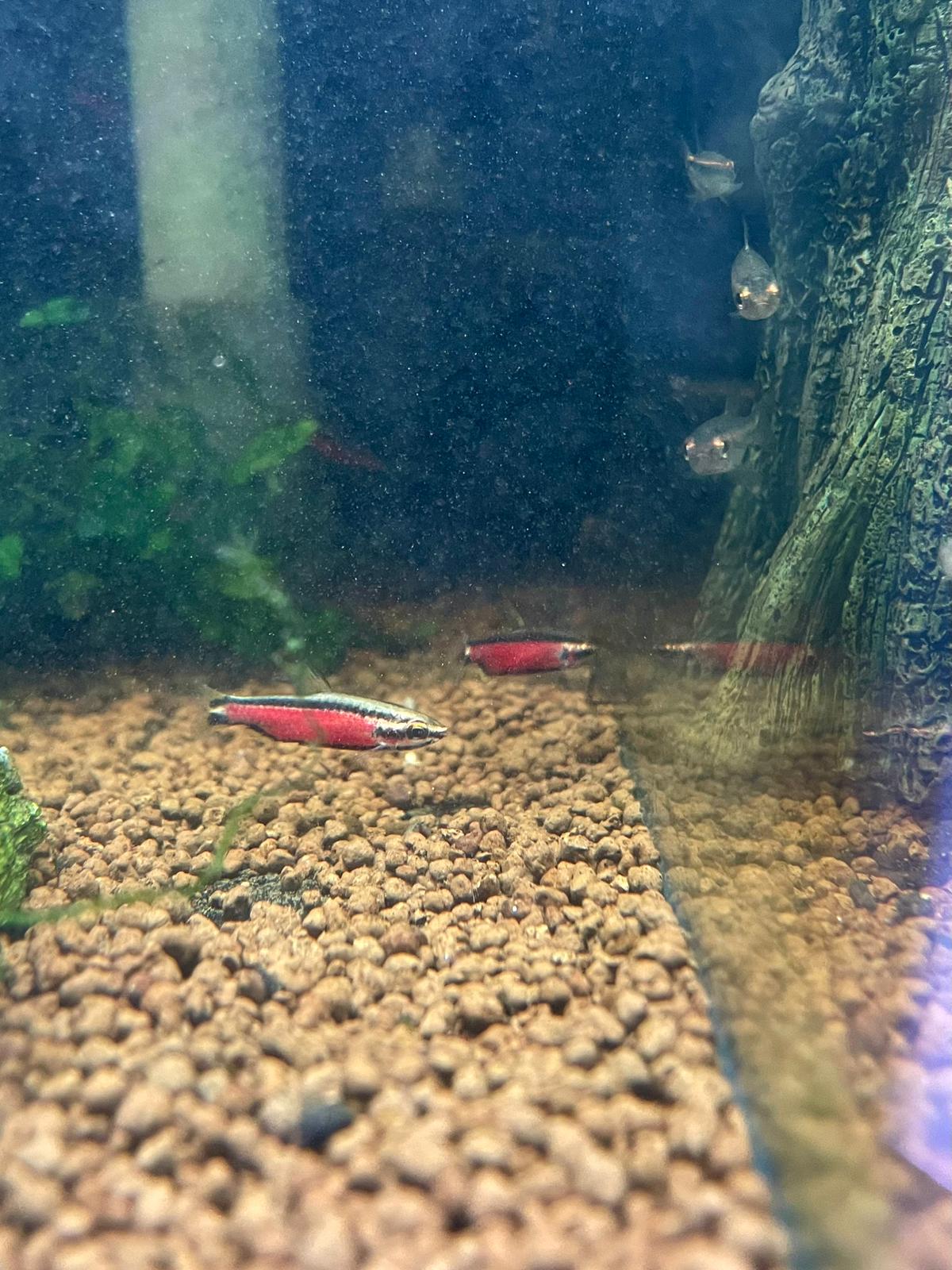 Nannostomus sp. ‘Super Red Cenepa’ by Iven Betta
