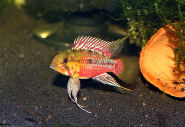 Apistogramma Hongsloi by Iven Betta