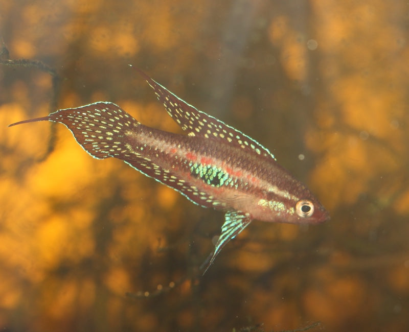 Parosphromenus Linkei by Iven Betta