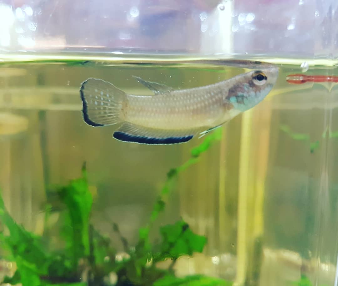 Betta Simplex by Iven Betta