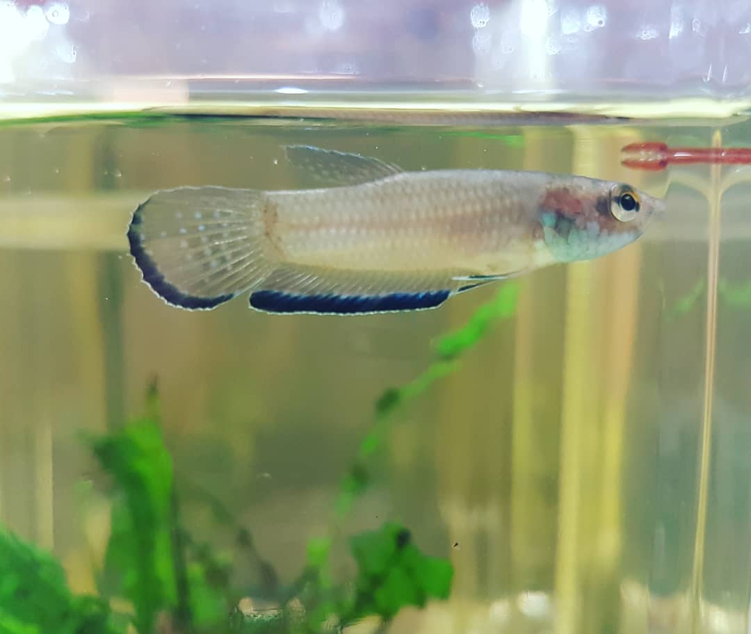 Betta Simplex by Iven Betta
