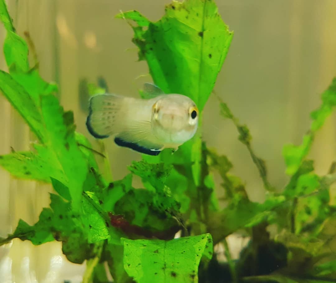Betta Simplex by Iven Betta