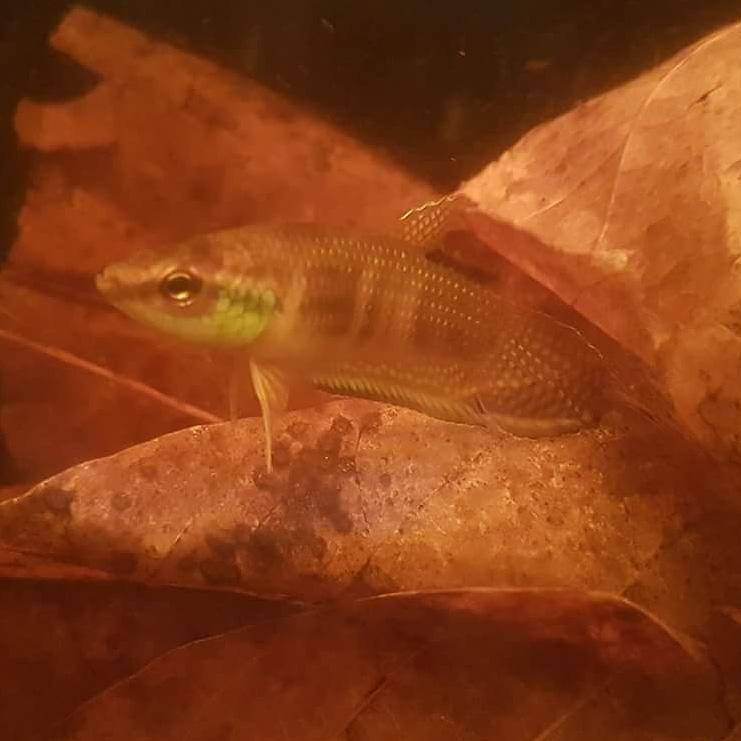 Betta Enisae by Iven Betta