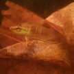 Betta Enisae by Iven Betta