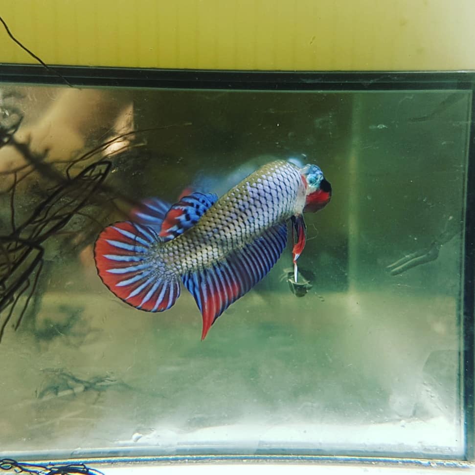 Betta Imbellis by Iven Betta