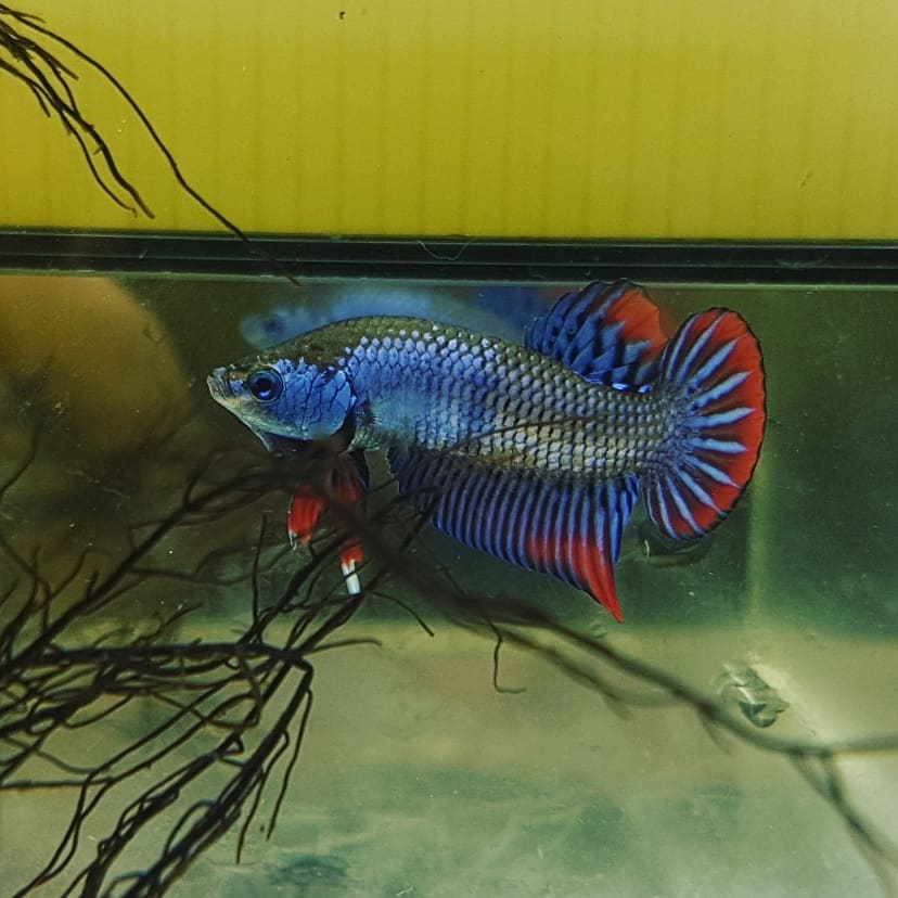 Betta Imbellis by Iven Betta