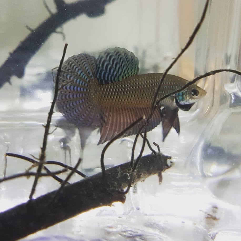 Betta Smaragdina by Iven Betta