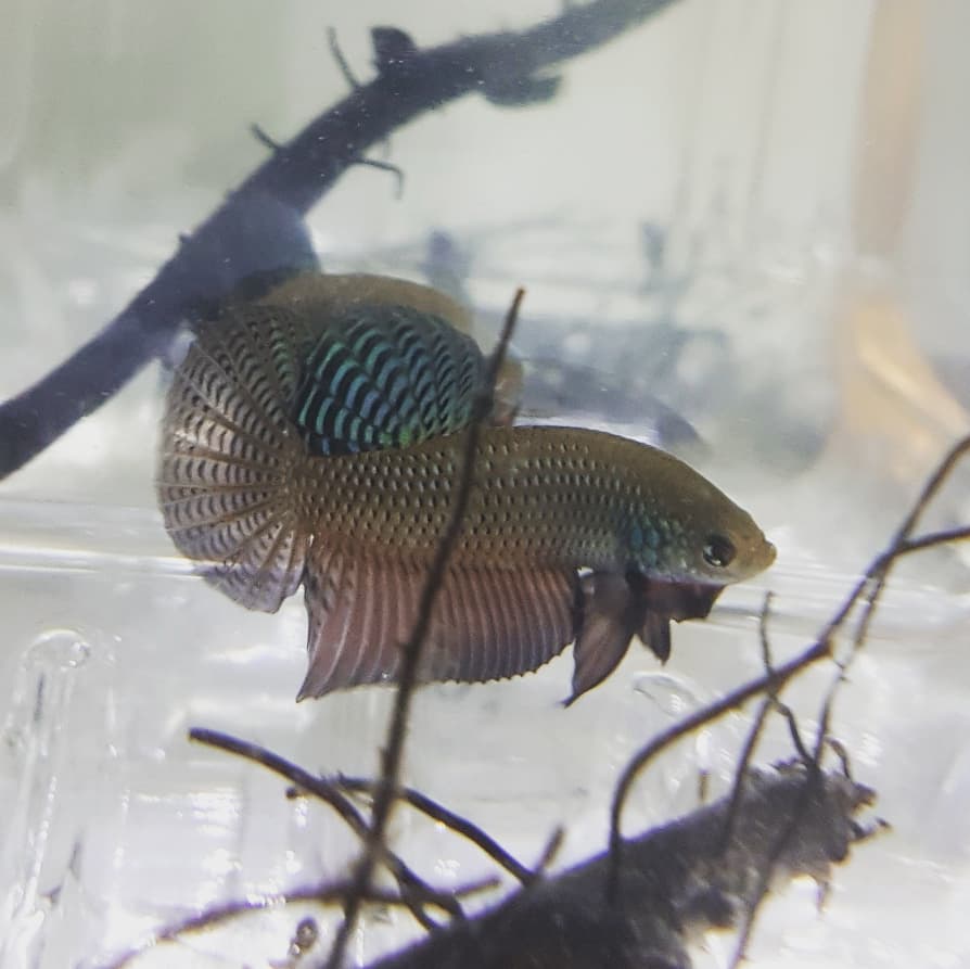 Betta Smaragdina by Iven Betta