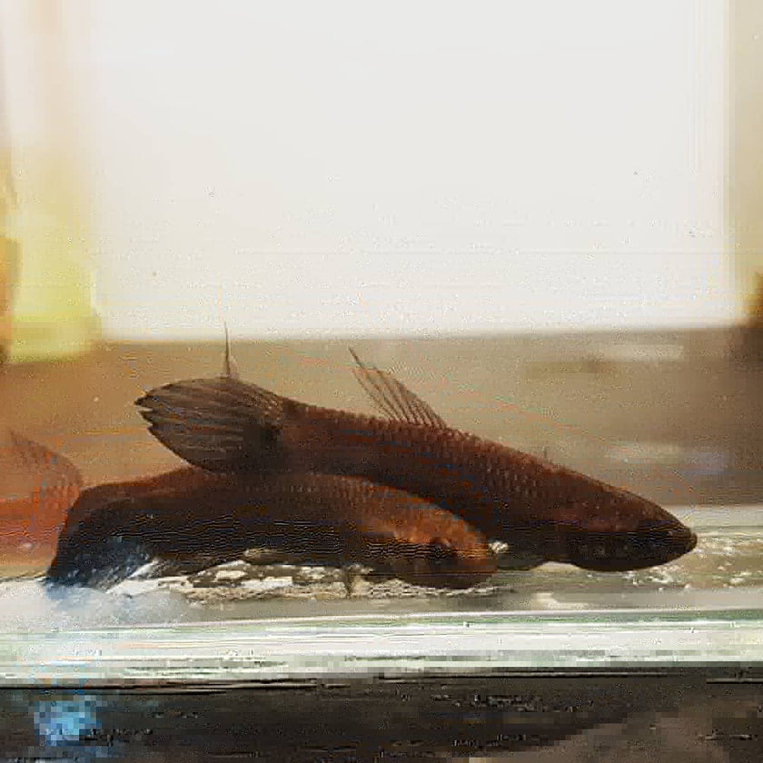 Betta Foerschi by Iven Betta