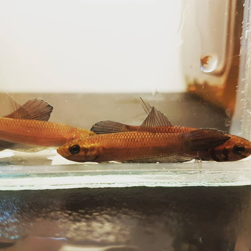 Betta Foerschi by Iven Betta