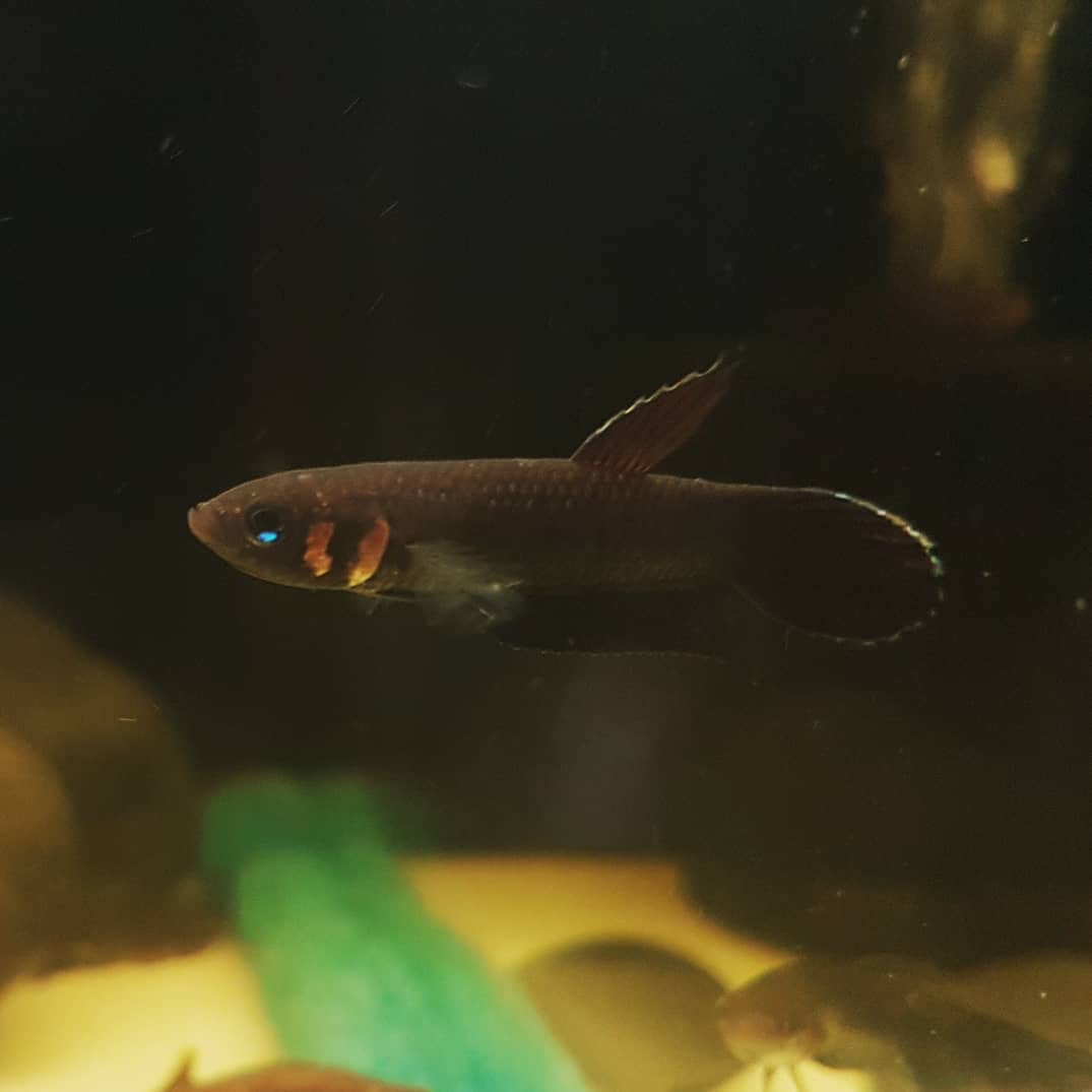 Betta Foerschi by Iven Betta