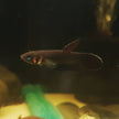 Betta Foerschi by Iven Betta