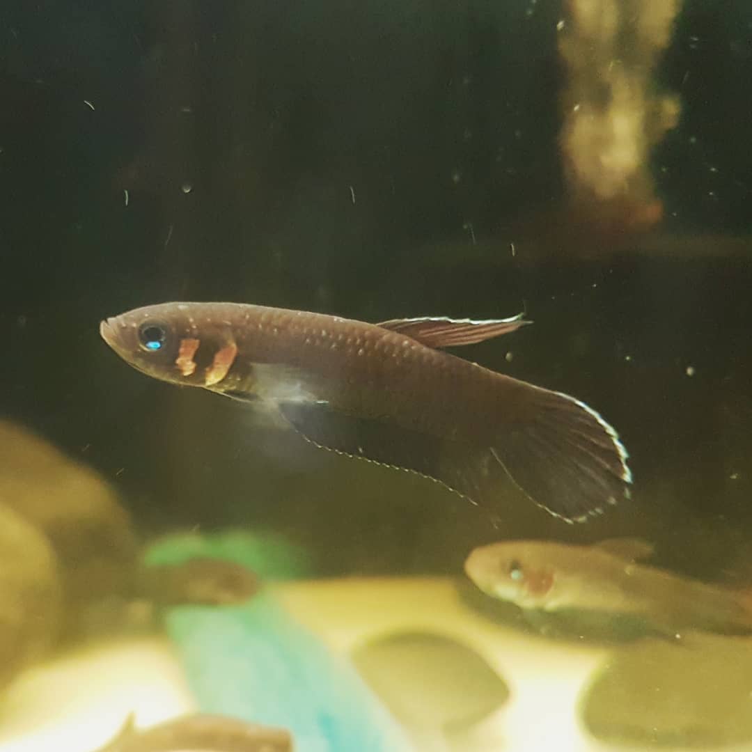 Betta Foerschi by Iven Betta