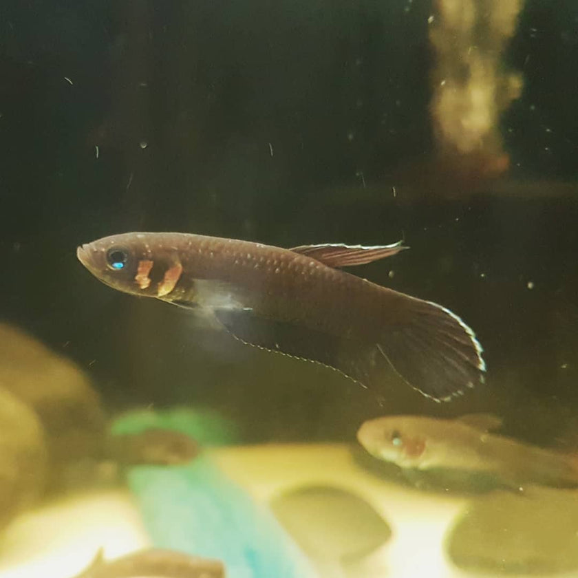 Betta Foerschi by Iven Betta