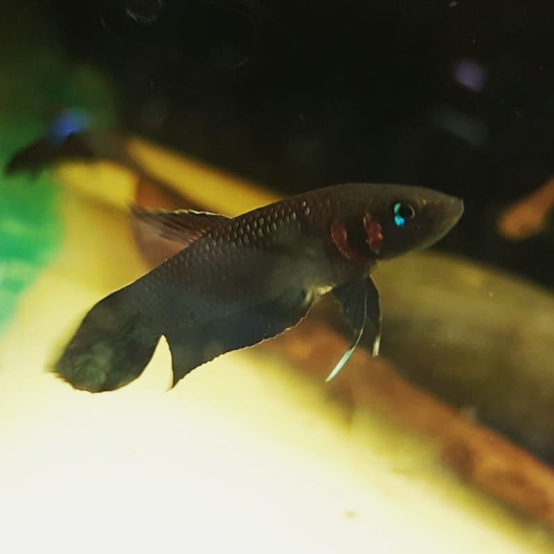 Betta Foerschi by Iven Betta