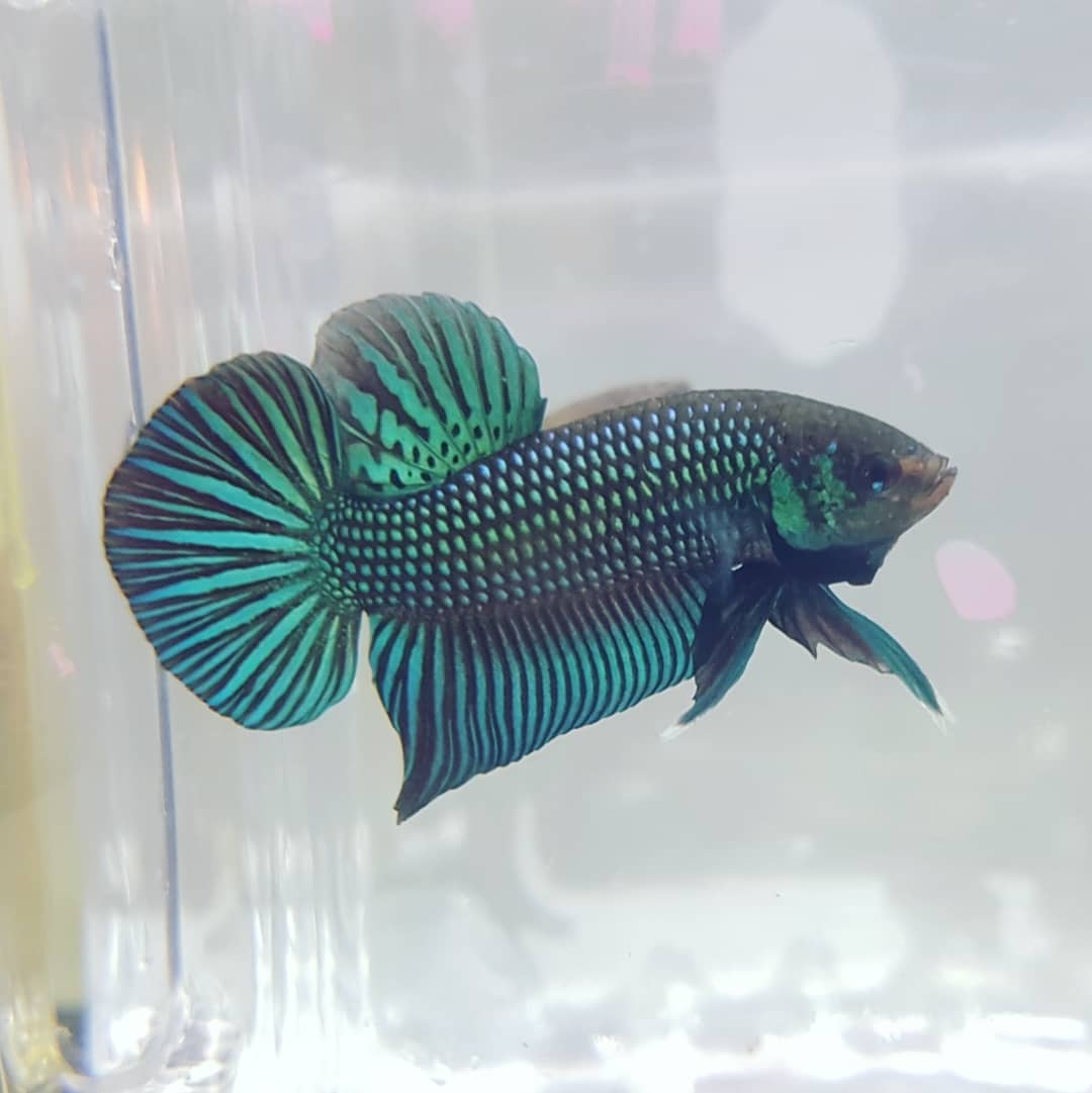 Betta Mahachaiensis by Iven Betta