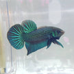 Betta Mahachaiensis by Iven Betta