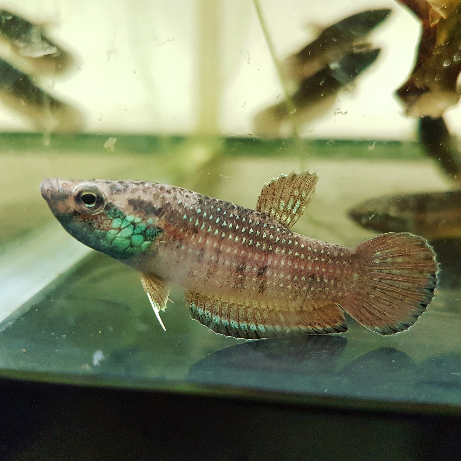 Betta Simplex by Iven Betta