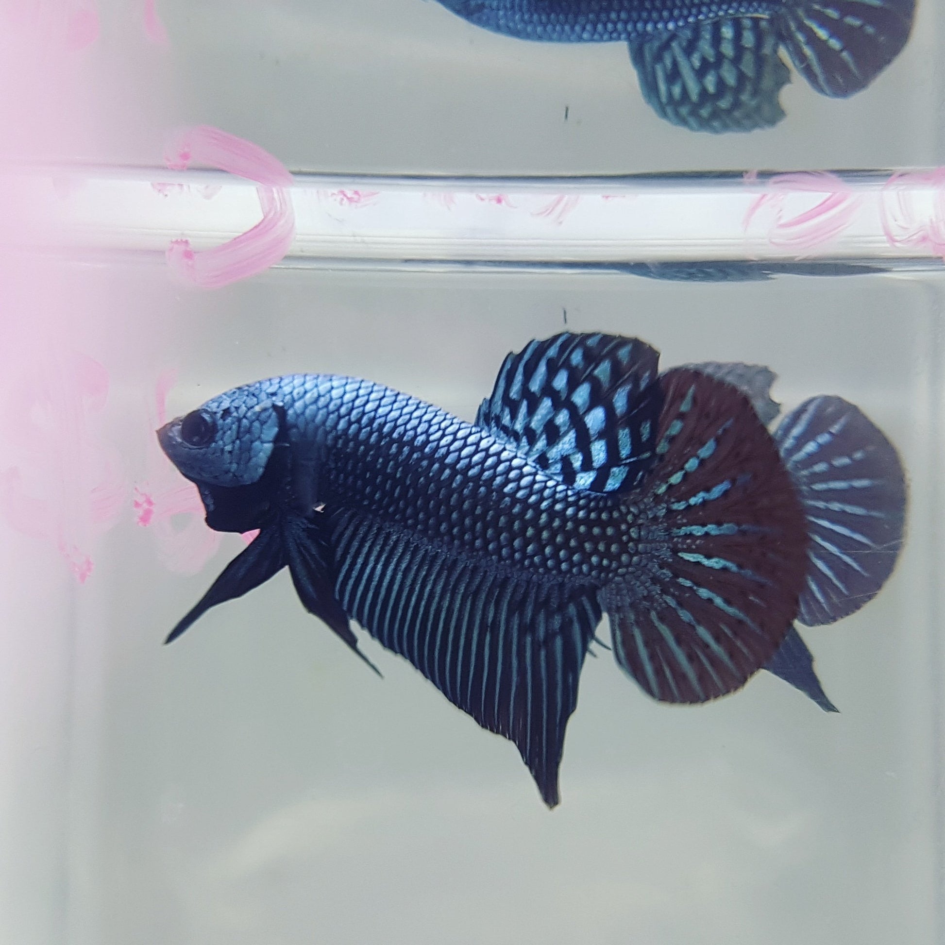 Betta var. 'Alien' by Iven Betta