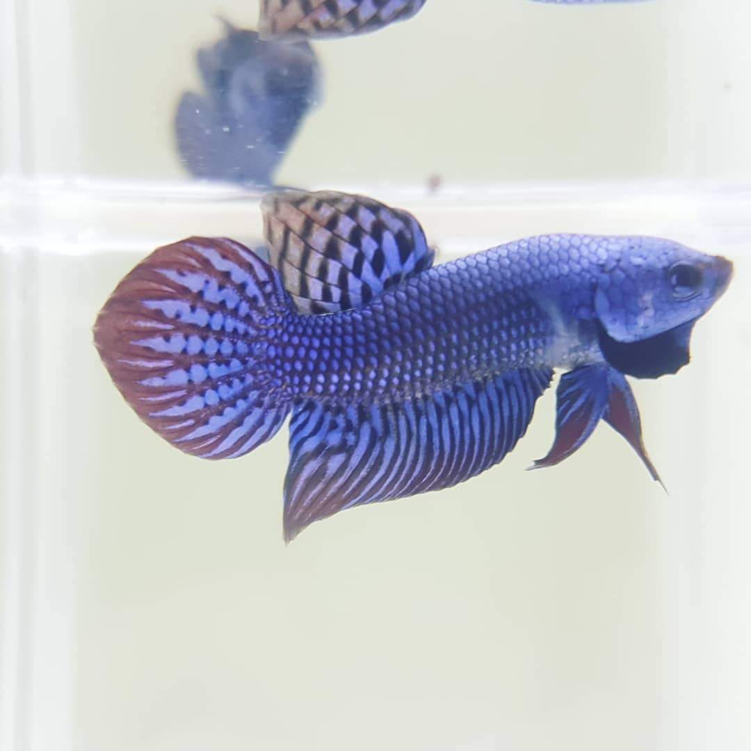 Betta var. 'Alien' by Iven Betta