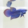 Betta var. 'Alien' by Iven Betta