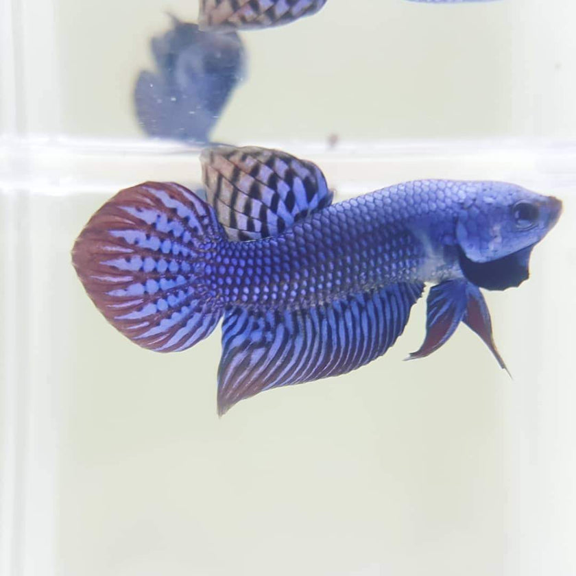 Betta var. 'Alien' by Iven Betta
