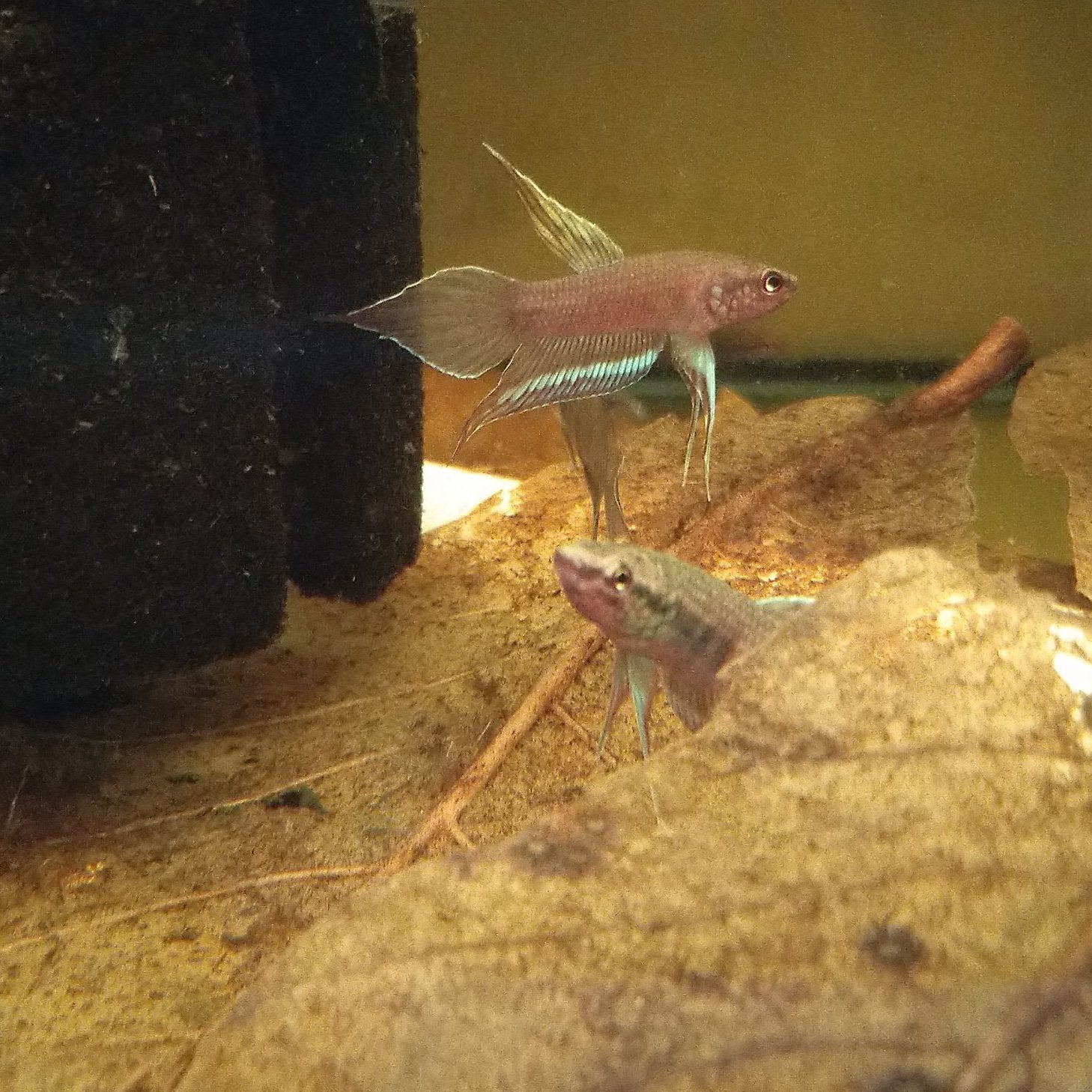 Betta Dimidiata by Iven Betta
