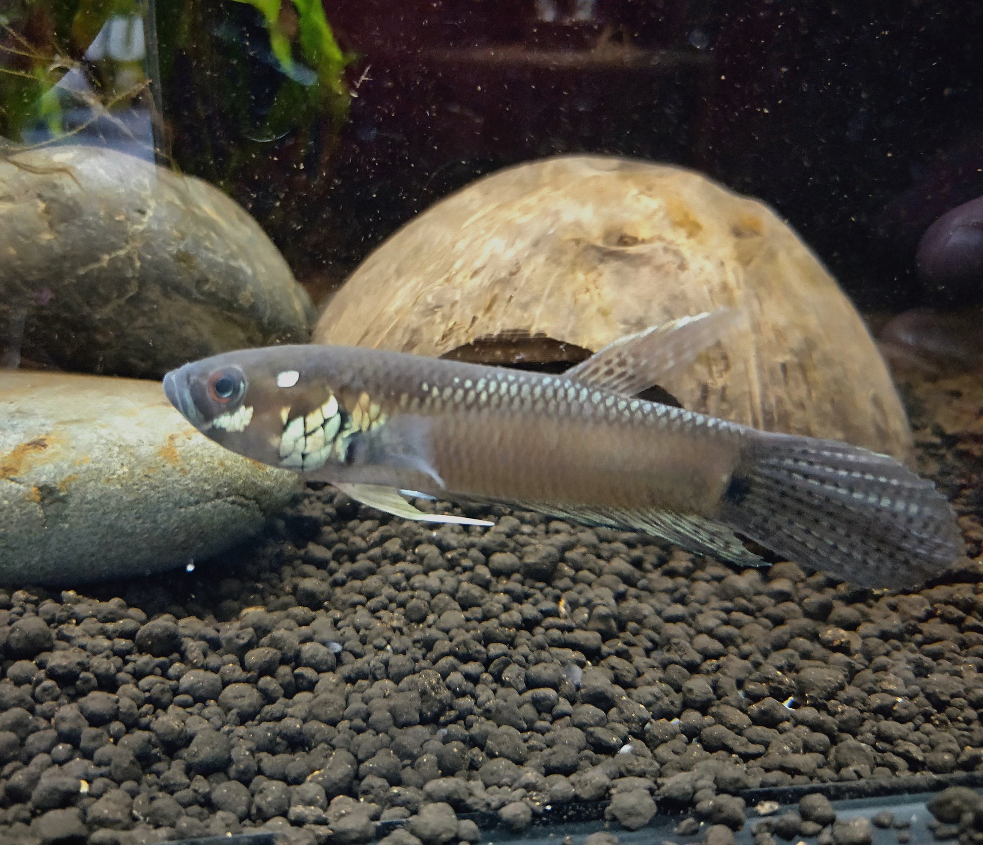 Betta Unimaculata by Iven Betta