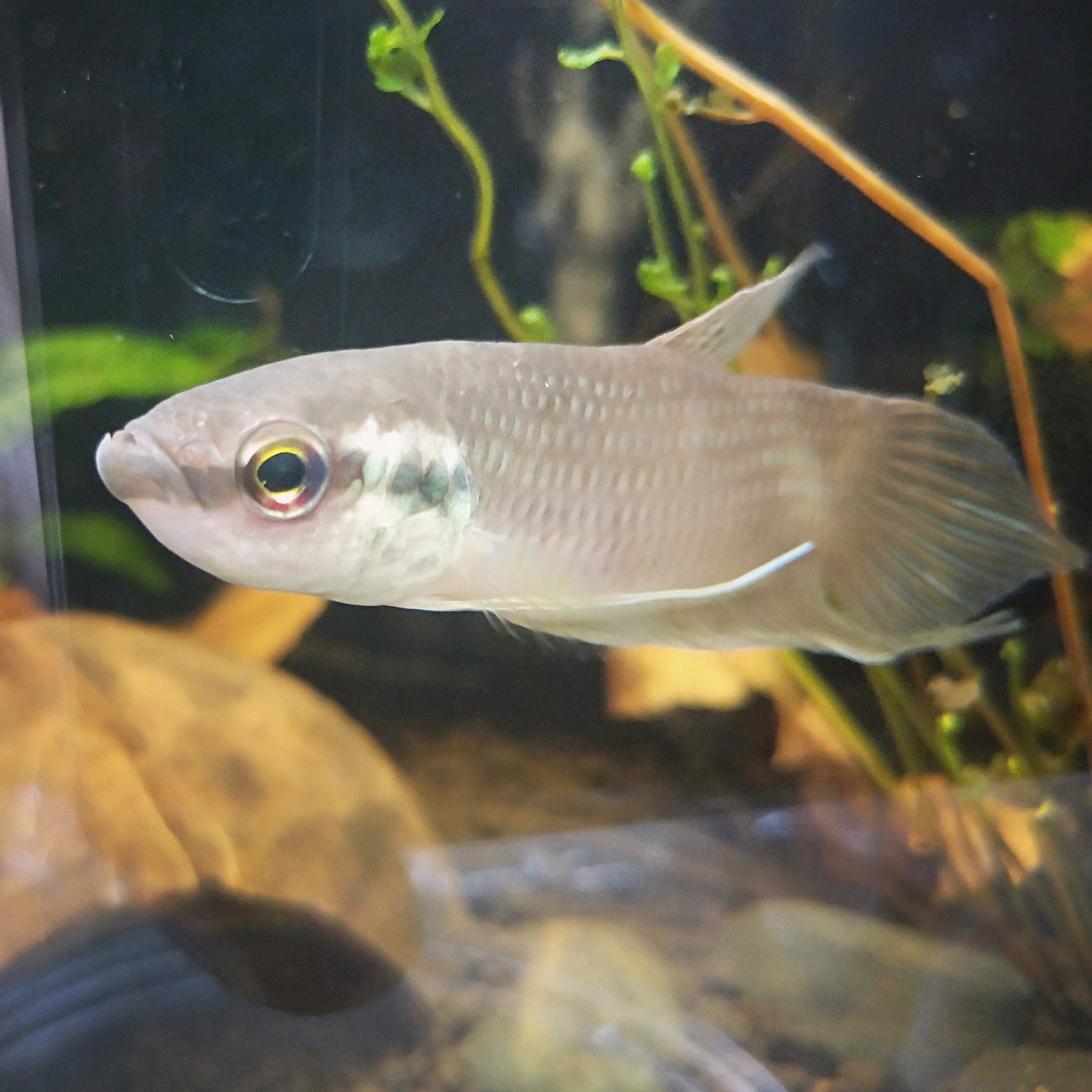 Betta Raja by Iven Betta