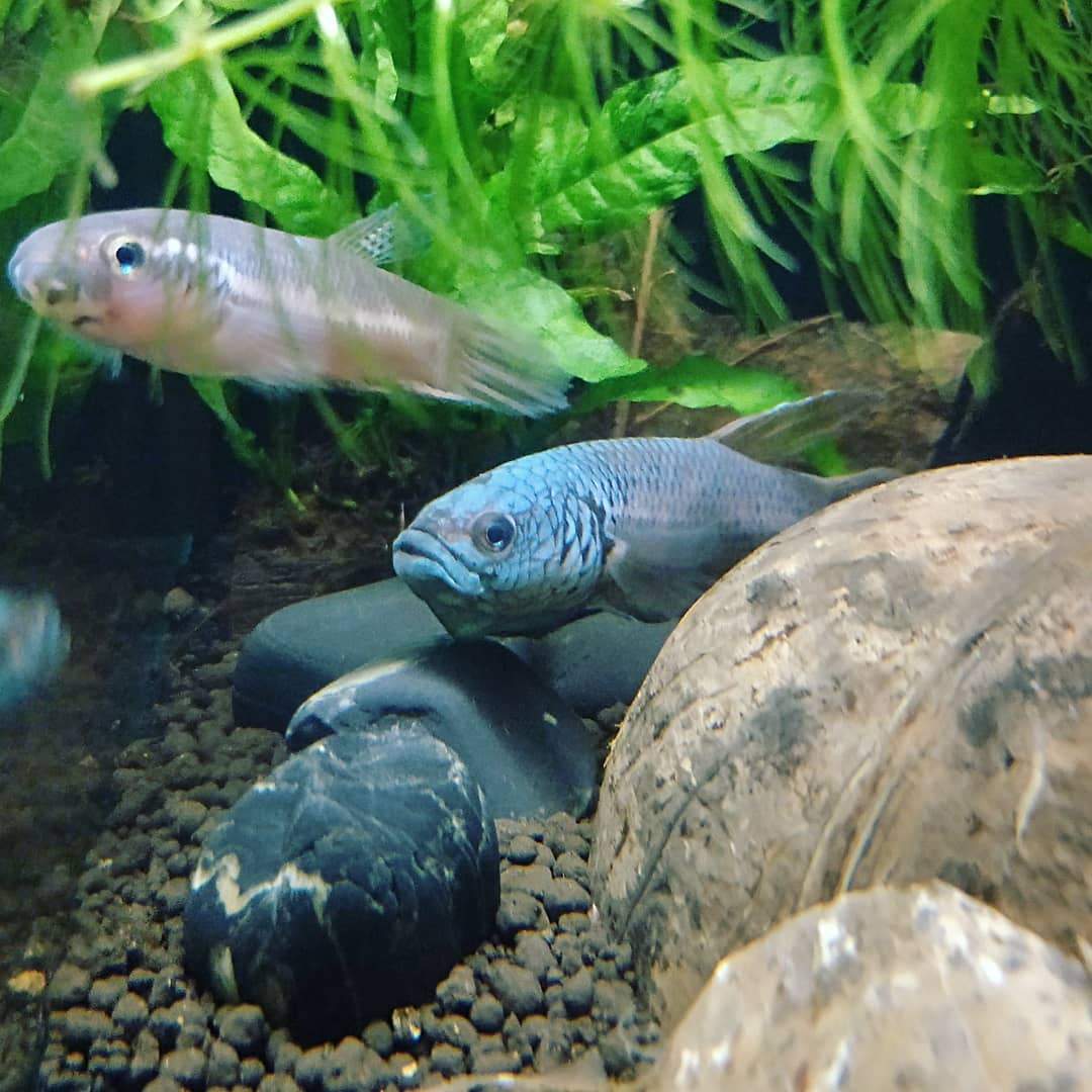Betta sp. Antuta by Iven Betta