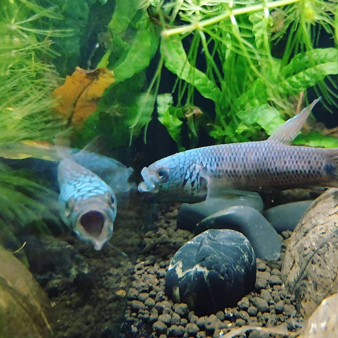 Betta sp. Antuta by Iven Betta