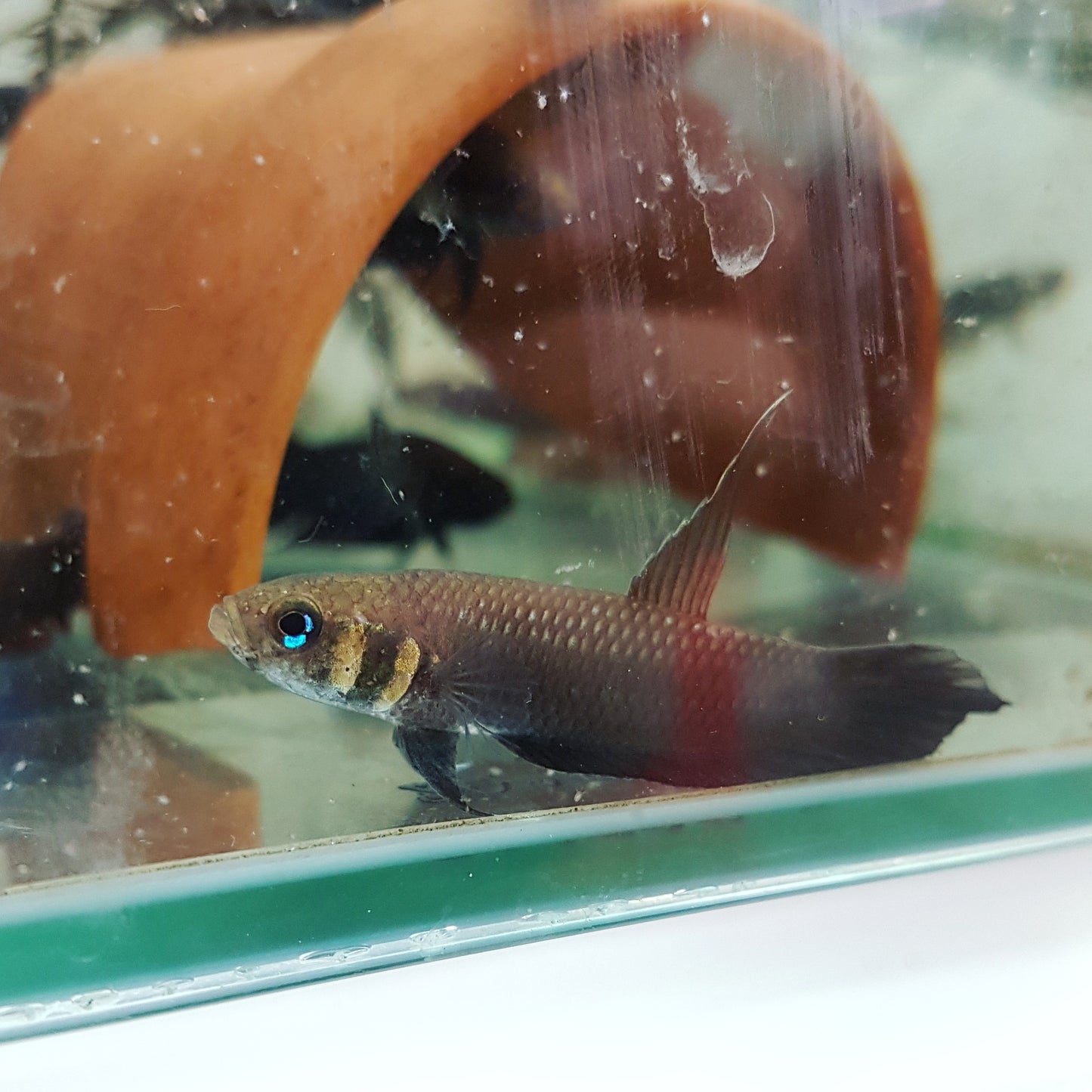 Betta Foerschi by Iven Betta
