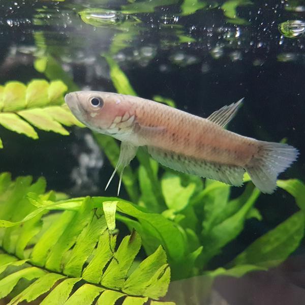 Betta Unimaculata by Iven Betta