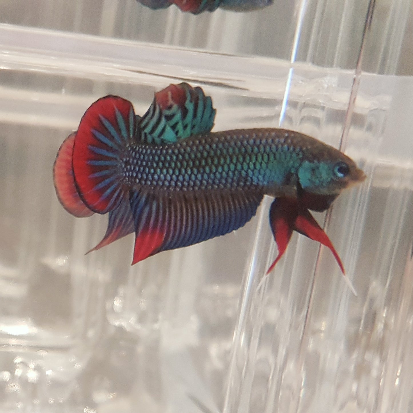 Betta Imbellis by Iven Betta