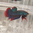 Betta Imbellis by Iven Betta