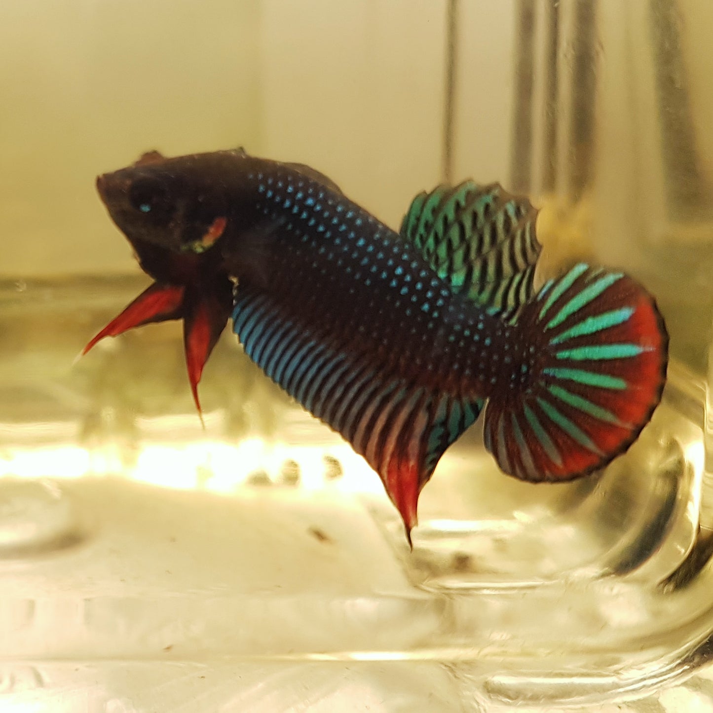 Betta Siamorientalis by Iven Betta