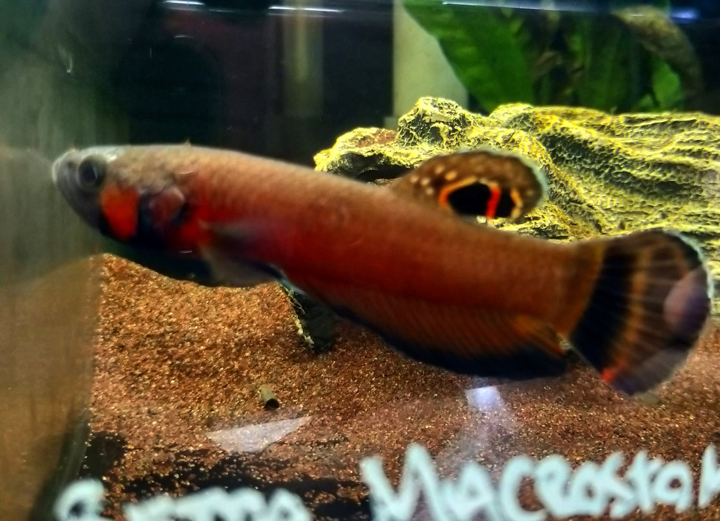 Betta Macrostoma by Iven Betta