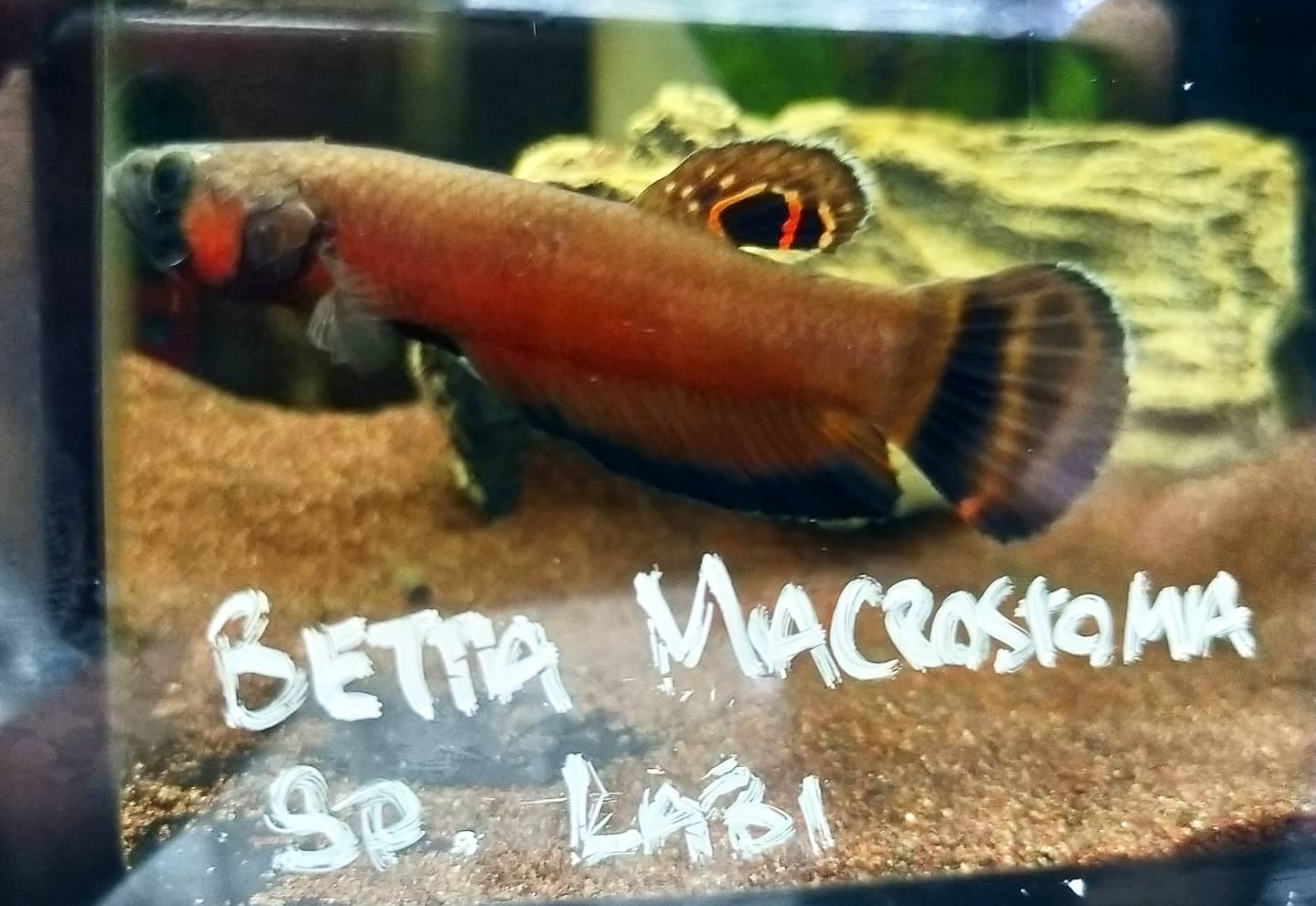 Betta Macrostoma by Iven Betta